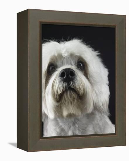 Dandie Dinmonts Terrier-Peter M. Fisher-Framed Premier Image Canvas