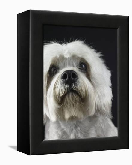 Dandie Dinmonts Terrier-Peter M. Fisher-Framed Premier Image Canvas