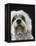 Dandie Dinmonts Terrier-Peter M. Fisher-Framed Premier Image Canvas