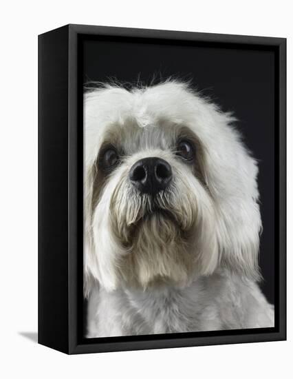 Dandie Dinmonts Terrier-Peter M. Fisher-Framed Premier Image Canvas