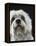Dandie Dinmonts Terrier-Peter M. Fisher-Framed Premier Image Canvas