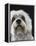 Dandie Dinmonts Terrier-Peter M. Fisher-Framed Premier Image Canvas