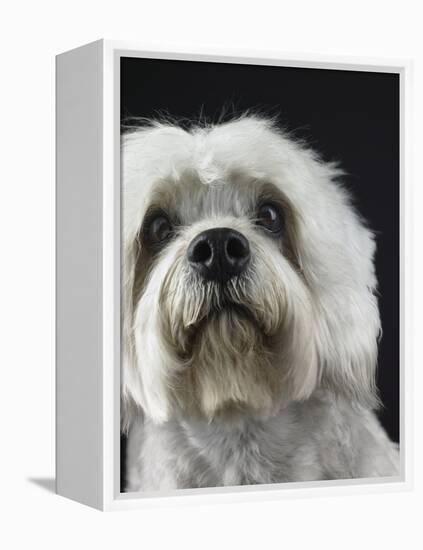 Dandie Dinmonts Terrier-Peter M. Fisher-Framed Premier Image Canvas