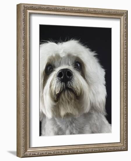 Dandie Dinmonts Terrier-Peter M. Fisher-Framed Photographic Print