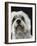 Dandie Dinmonts Terrier-Peter M. Fisher-Framed Photographic Print