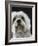 Dandie Dinmonts Terrier-Peter M. Fisher-Framed Photographic Print