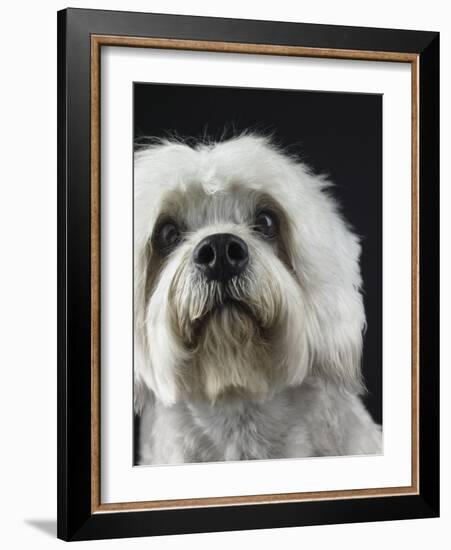 Dandie Dinmonts Terrier-Peter M. Fisher-Framed Photographic Print