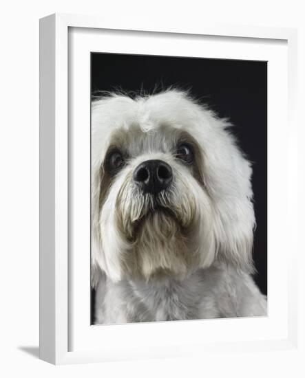 Dandie Dinmonts Terrier-Peter M. Fisher-Framed Photographic Print