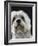 Dandie Dinmonts Terrier-Peter M. Fisher-Framed Photographic Print