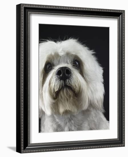 Dandie Dinmonts Terrier-Peter M. Fisher-Framed Photographic Print