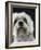 Dandie Dinmonts Terrier-Peter M. Fisher-Framed Photographic Print