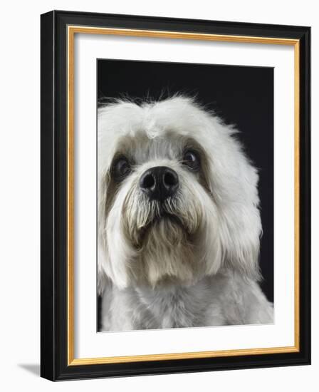 Dandie Dinmonts Terrier-Peter M. Fisher-Framed Photographic Print