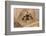 Dandy jumping spider (Portia schultzi) Kwazulu-Natal, South Africa-Emanuele Biggi-Framed Photographic Print