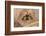 Dandy jumping spider (Portia schultzi) Kwazulu-Natal, South Africa-Emanuele Biggi-Framed Photographic Print