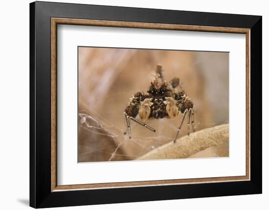 Dandy jumping spider (Portia schultzi) Kwazulu-Natal, South Africa-Emanuele Biggi-Framed Photographic Print