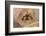 Dandy jumping spider (Portia schultzi) Kwazulu-Natal, South Africa-Emanuele Biggi-Framed Photographic Print