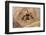 Dandy jumping spider (Portia schultzi) Kwazulu-Natal, South Africa-Emanuele Biggi-Framed Photographic Print