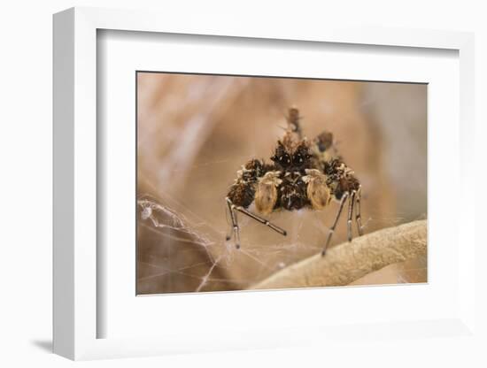 Dandy jumping spider (Portia schultzi) Kwazulu-Natal, South Africa-Emanuele Biggi-Framed Photographic Print