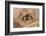 Dandy jumping spider (Portia schultzi) Kwazulu-Natal, South Africa-Emanuele Biggi-Framed Photographic Print