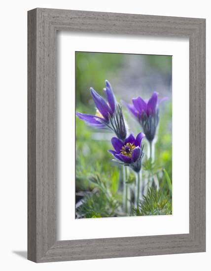 Dane's Bloods in the Meadow-Brigitte Protzel-Framed Photographic Print