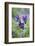 Dane's Bloods in the Meadow-Brigitte Protzel-Framed Photographic Print