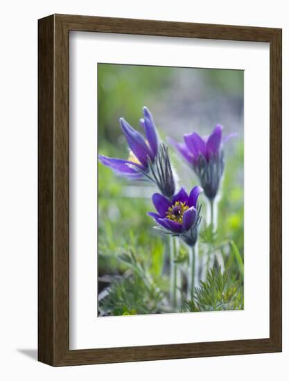 Dane's Bloods in the Meadow-Brigitte Protzel-Framed Photographic Print