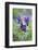 Dane's Bloods in the Meadow-Brigitte Protzel-Framed Photographic Print