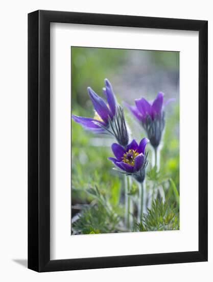 Dane's Bloods in the Meadow-Brigitte Protzel-Framed Photographic Print