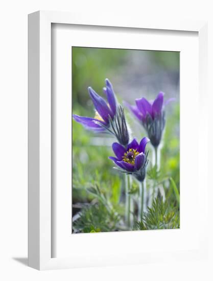 Dane's Bloods in the Meadow-Brigitte Protzel-Framed Photographic Print