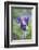 Dane's Bloods in the Meadow-Brigitte Protzel-Framed Photographic Print