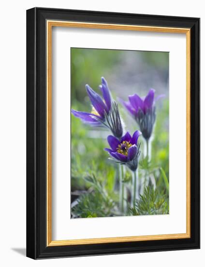 Dane's Bloods in the Meadow-Brigitte Protzel-Framed Photographic Print