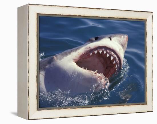 Dangerous Mouth of the Great White Shark, South Africa-Michele Westmorland-Framed Premier Image Canvas
