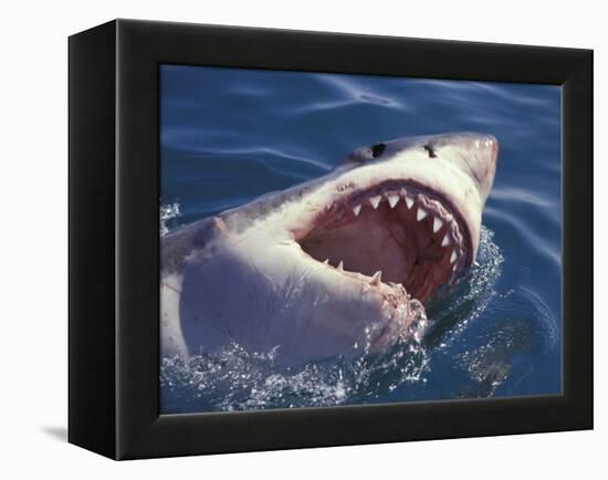 Dangerous Mouth of the Great White Shark, South Africa-Michele Westmorland-Framed Premier Image Canvas