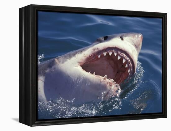 Dangerous Mouth of the Great White Shark, South Africa-Michele Westmorland-Framed Premier Image Canvas