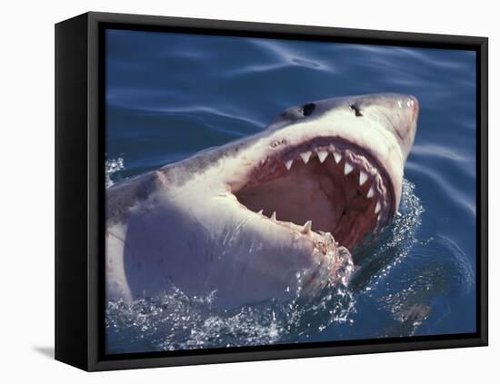 Dangerous Mouth of the Great White Shark, South Africa-Michele Westmorland-Framed Premier Image Canvas