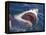 Dangerous Mouth of the Great White Shark, South Africa-Michele Westmorland-Framed Premier Image Canvas