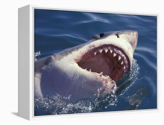 Dangerous Mouth of the Great White Shark, South Africa-Michele Westmorland-Framed Premier Image Canvas