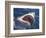 Dangerous Mouth of the Great White Shark, South Africa-Michele Westmorland-Framed Photographic Print