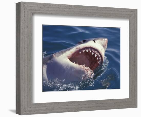 Dangerous Mouth of the Great White Shark, South Africa-Michele Westmorland-Framed Photographic Print