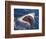 Dangerous Mouth of the Great White Shark, South Africa-Michele Westmorland-Framed Photographic Print