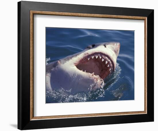 Dangerous Mouth of the Great White Shark, South Africa-Michele Westmorland-Framed Photographic Print