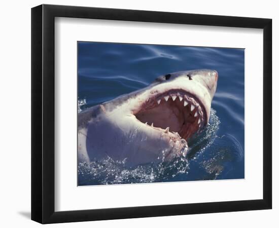 Dangerous Mouth of the Great White Shark, South Africa-Michele Westmorland-Framed Photographic Print