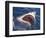 Dangerous Mouth of the Great White Shark, South Africa-Michele Westmorland-Framed Photographic Print