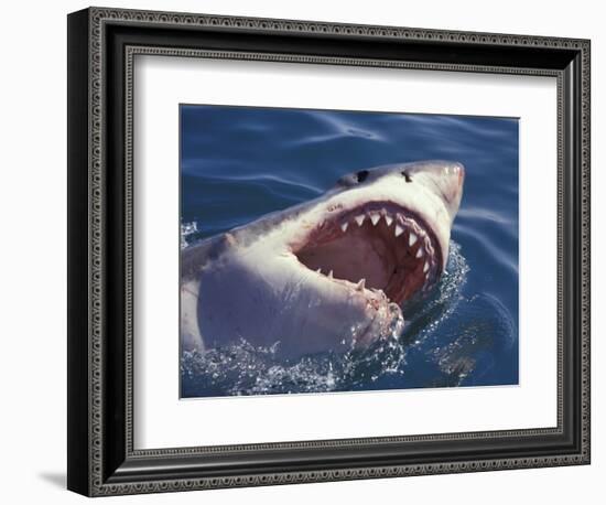 Dangerous Mouth of the Great White Shark, South Africa-Michele Westmorland-Framed Photographic Print