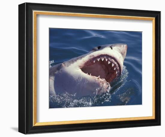 Dangerous Mouth of the Great White Shark, South Africa-Michele Westmorland-Framed Photographic Print