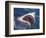 Dangerous Mouth of the Great White Shark, South Africa-Michele Westmorland-Framed Photographic Print