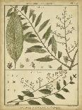 Diderot Antique Ferns III-Daniel Diderot-Framed Art Print