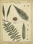 Diderot Antique Ferns III-Daniel Diderot-Art Print