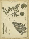 Diderot Antique Ferns I-Daniel Diderot-Art Print