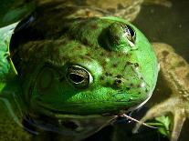 Close Up of Green Bull Frog.-Daniel Gambino-Photographic Print